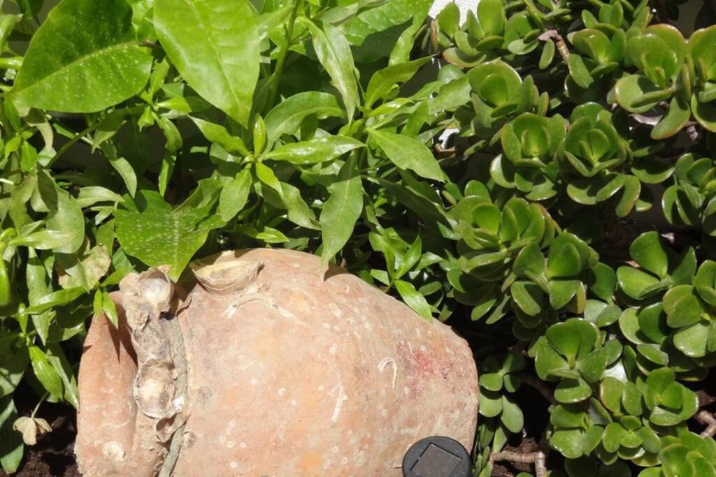 Ti Antonieta Villa Tavira Ngoại thất bức ảnh